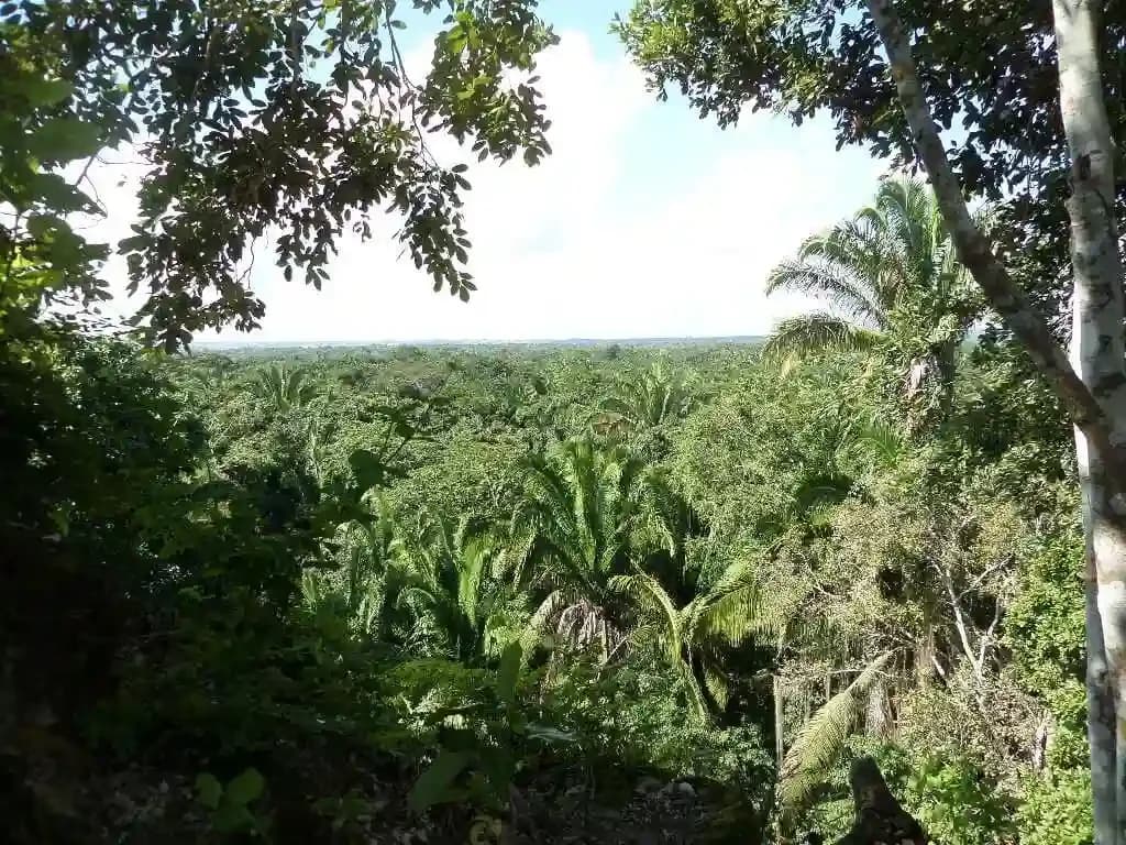 Bob Brumbaugh exploring his property in the Belizean jungle