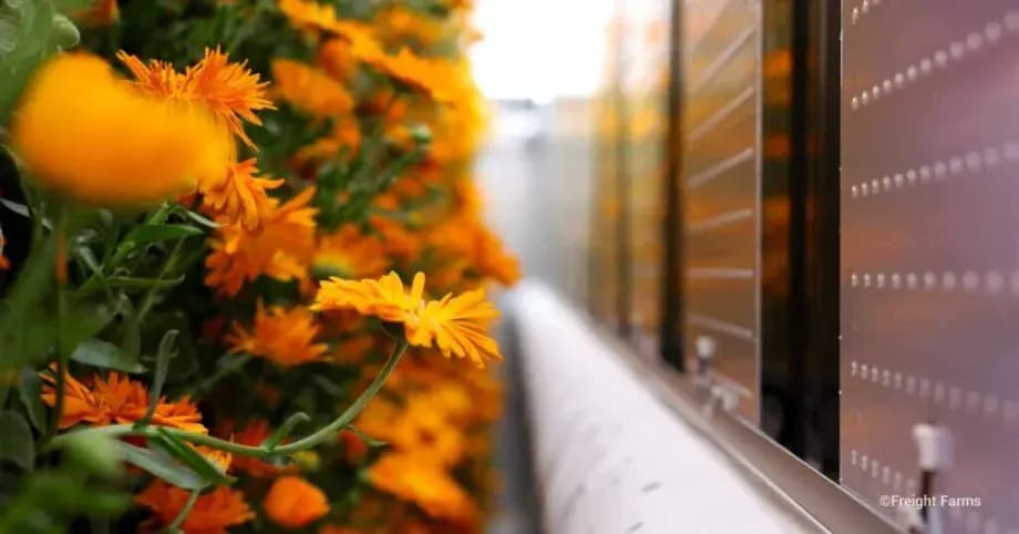Shipping container garden