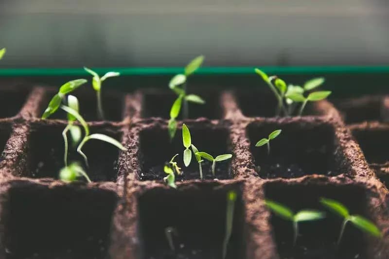 Hydroponically grown leafy greens inside a shipping container farm