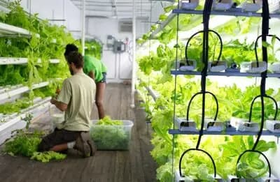 Move Farms, Not Food: Shipping Containers May Solve the Food Desert Problem