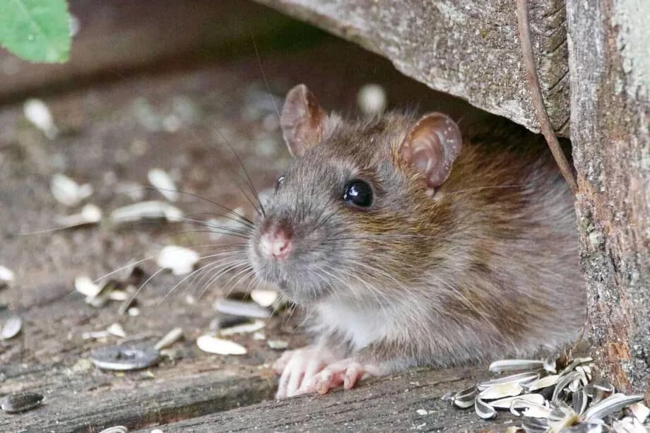 Shipping containers are easy to keep pest-free