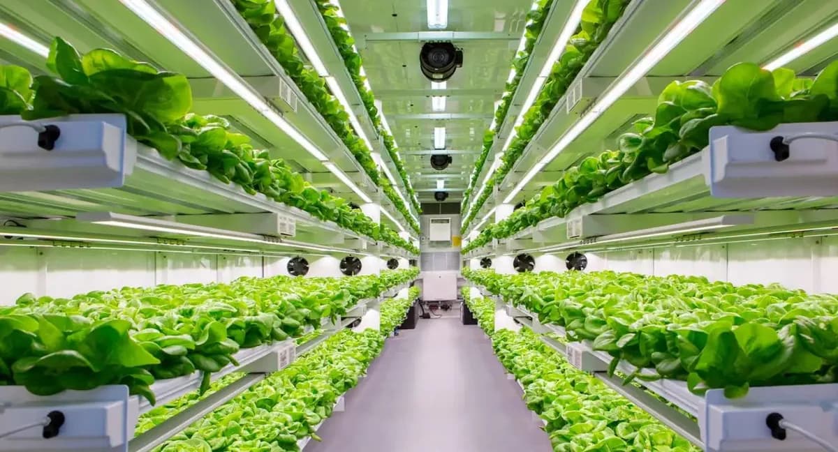 Inside a hydroponic shipping container farm growing rows of leafy greens