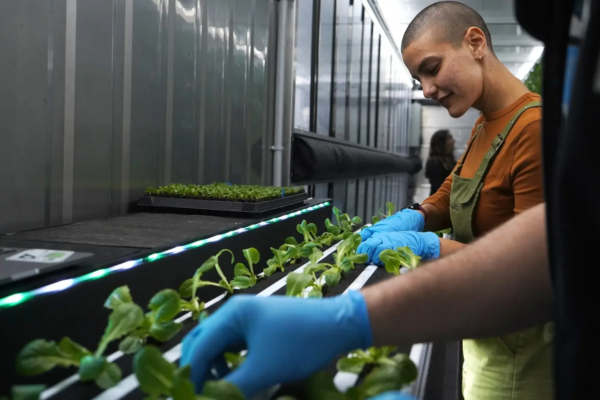 Farmers work inside a hydroponic shipping container farm.