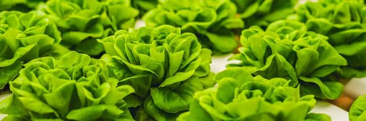 Heads of lettuce grown in a shipping container farm.