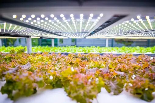 Microgreens growing under grow lights in a container farm.